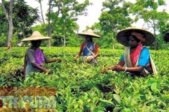 Significant decline of Indian CTC blend at international market loomed large over the tea estates of Tripura 